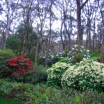 Rhododendren Gardens